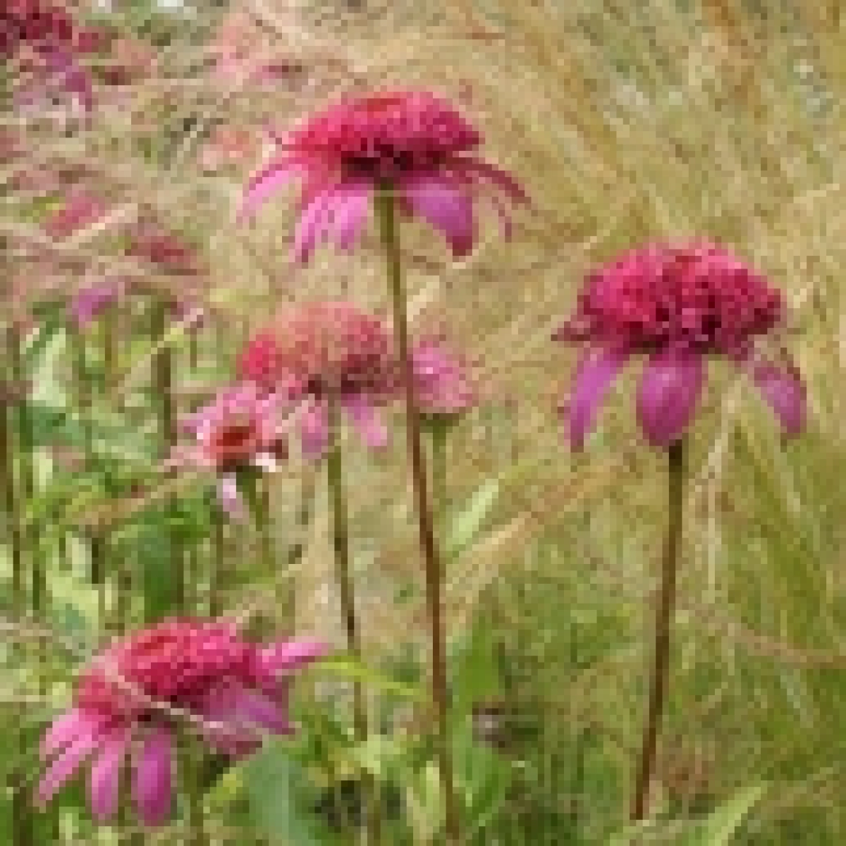 Maand V/D Siergrassen & Nazomer Bloei